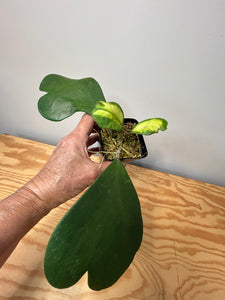 102. Hoya Kerrii Variegated (inner)