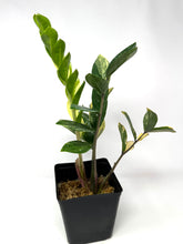 Load image into Gallery viewer, Zamioculcas Zamiifolia Variegated “ZZ” I