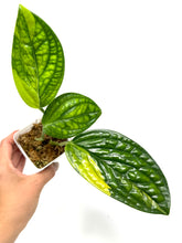 Load image into Gallery viewer, Monstera Peru Variegated