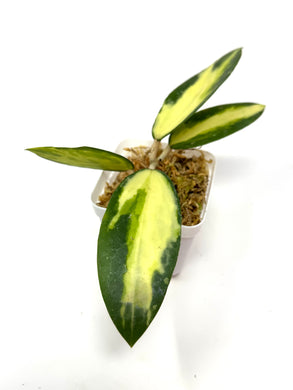 Hoya Acuta Inner Variegated