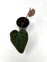 Load image into Gallery viewer, Anthurium Luxurians Dark Form Hybrid