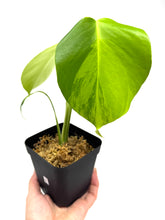 Load image into Gallery viewer, Monstera Deliciosa Aurea Variegated B