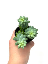 Load image into Gallery viewer, Sedum Morganianum ‘Burro’s Tail’