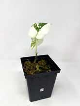 Load image into Gallery viewer, Monstera Deliciosa Albo Variegated E