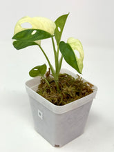 Load image into Gallery viewer, Monstera Adansonii Variegated B