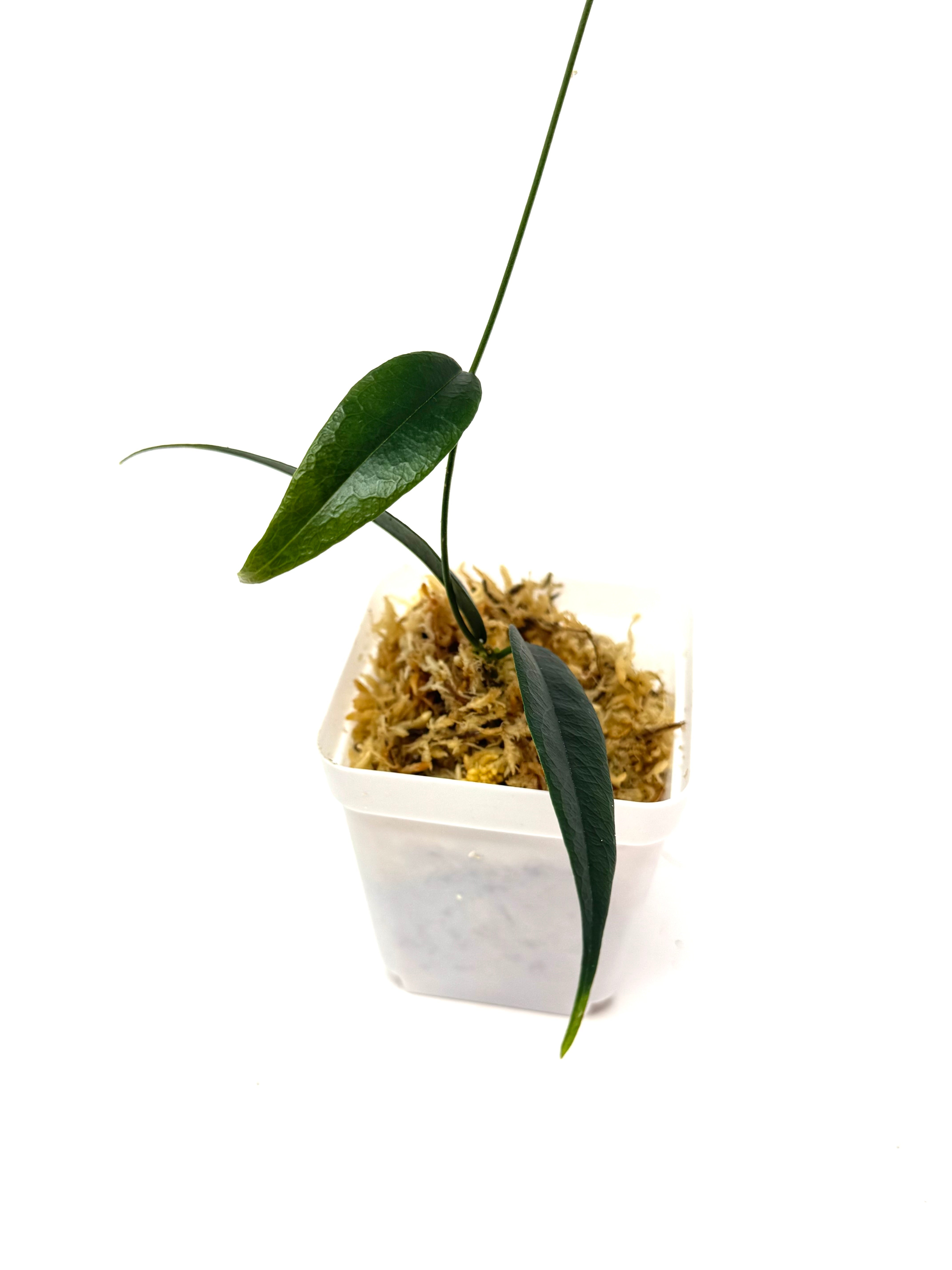 Hoya Paradisea (IM04) – Planthaven Toronto