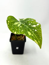 Load image into Gallery viewer, Philodendron Gloriosum Variegated B