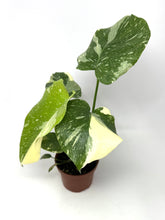 Load image into Gallery viewer, Monstera &#39;Thai Constellation&#39; (high variegation, 4.5”)