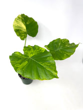 Load image into Gallery viewer, Alocasia Odora Aurea Variegated