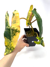 Load image into Gallery viewer, Philodendron Billietiae Variegated B