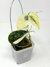 Load image into Gallery viewer, Scindapsus Mayari Variegated D