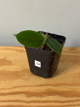 Load image into Gallery viewer, 54. Hoya Coronaria Pink