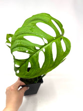 Load image into Gallery viewer, Monstera Esqueleto