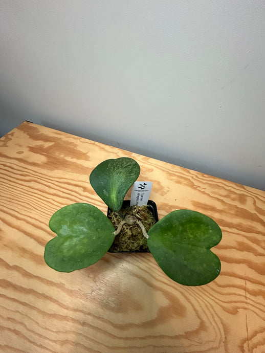 101. Hoya Kerrii Variegated (inner)