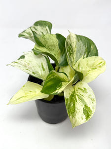 Epipremnum Aureum 'Manjula'