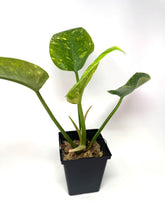 Load image into Gallery viewer, Philodendron Green Congo Variegated