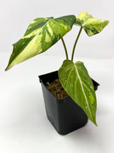 Load image into Gallery viewer, Philodendron Gloriosum Variegated A