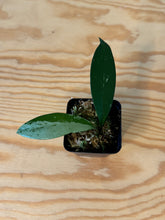 Load image into Gallery viewer, 119. Hoya Pubicalyx Super Silver