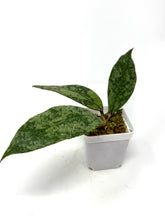 Load image into Gallery viewer, Hoya Lambii Silver G