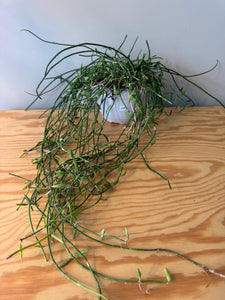 289. Dischidia Bengalensis