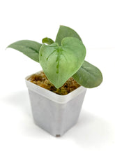 Load image into Gallery viewer, Scindapsus Pictus &#39;Platinum&#39;