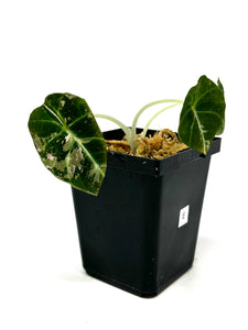 Alocasia Black Velvet Variegated E