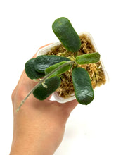 Load image into Gallery viewer, Hoya Rotundiflora