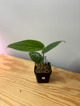 Load image into Gallery viewer, 41. Amydrium Medium