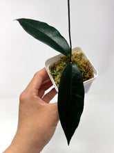 Load image into Gallery viewer, Hoya Kaimuki