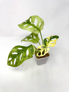 Monstera Adansonii Variegated A