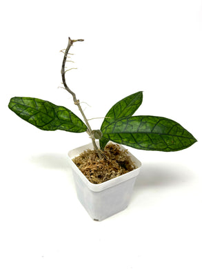 Hoya Ann