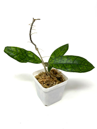 Hoya Ann