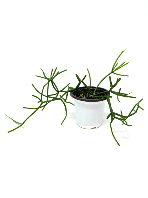 Rhipsalis Baccifera (Ships within Canada only)