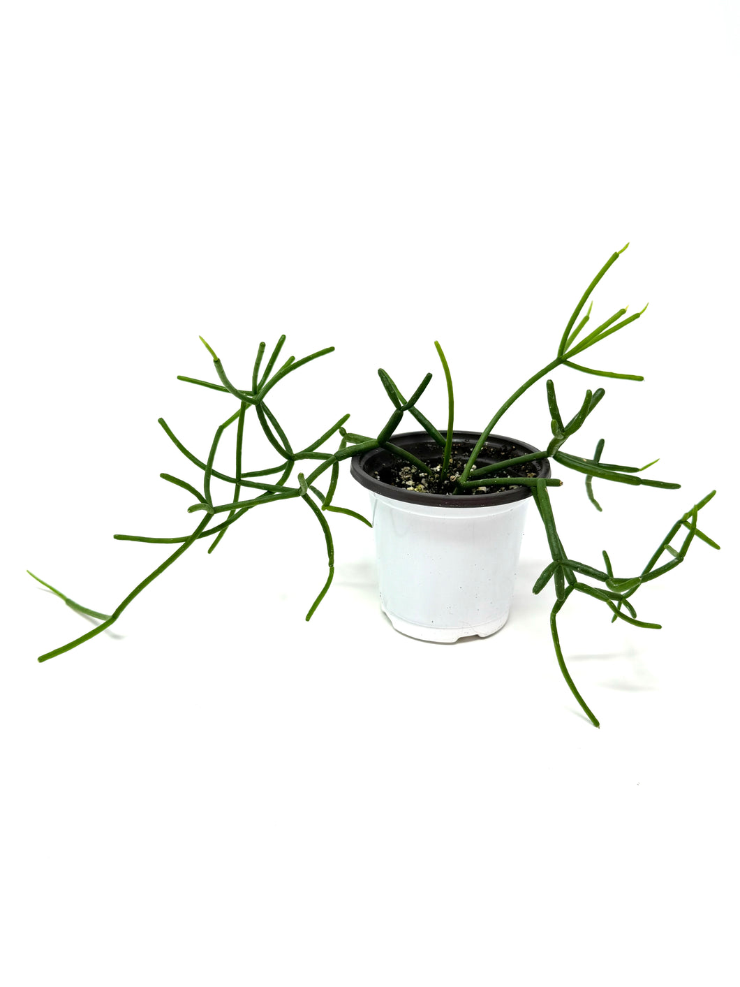 Rhipsalis Baccifera (Ships within Canada only)