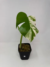 Load image into Gallery viewer, Monstera Deliciosa Albo Variegated G
