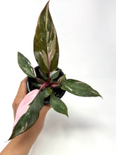 Load image into Gallery viewer, Philodendron Pink Princess