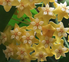 Load image into Gallery viewer, Hoya Nicolsoniae New Guinea Ghost