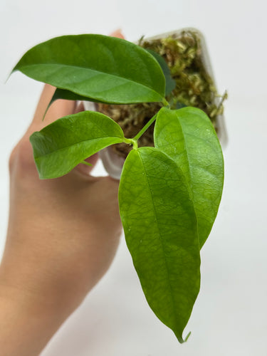 Hoya Cystiantha