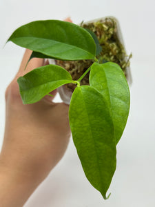 Hoya Cystiantha