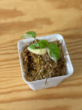 Load image into Gallery viewer, 161. Monstera Adansonii Albo Variegated