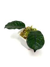 Load image into Gallery viewer, Hoya Villosa