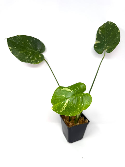 Monstera ‘Thai Constellation’ 6