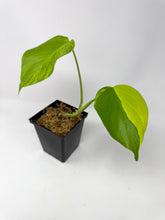Load image into Gallery viewer, Monstera Deliciosa Aurea Variegated