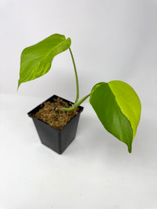 Monstera Deliciosa Aurea Variegated