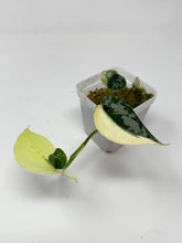 Load image into Gallery viewer, Scindapsus Mayari Variegated
