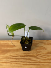 Load image into Gallery viewer, 2. Hoya Vitteliniodes