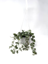 Load image into Gallery viewer, Hoya Lacunosa Super Silver 6” (Hanging Basket)