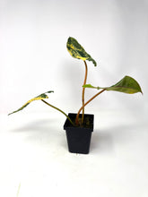 Load image into Gallery viewer, Philodendron Billietiae Variegated B
