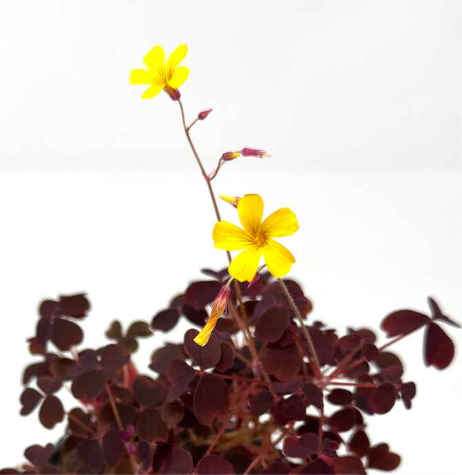 Oxalis ‘Plum Crazy' (Ships within Canada only)