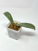 Load image into Gallery viewer, Hoya Pubicalyx Pink Silver Ghost D